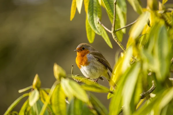 Robin Red Breast — Stock Photo, Image