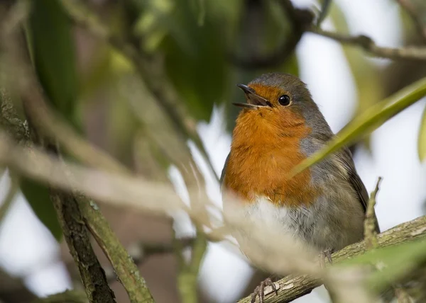 Robin red piersi — Zdjęcie stockowe