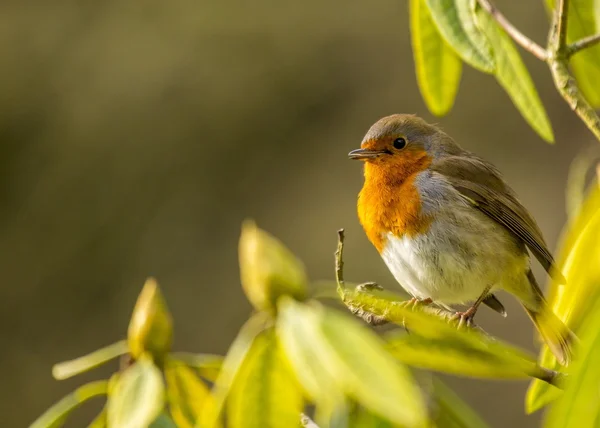 Robin Red Breast — Stock Photo, Image