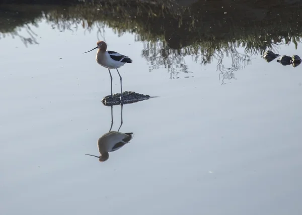 American Avocet — Stock Photo, Image