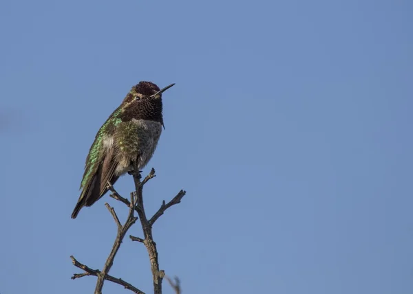 Anna's Hummingbird — Stock Photo, Image