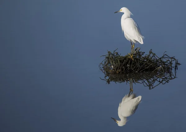 Seidenreiher — Stockfoto