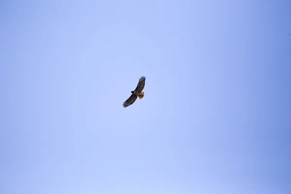 Rödstjärtad hök under flygning — Stockfoto