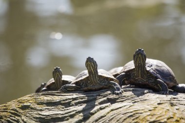 Three Turtles clipart