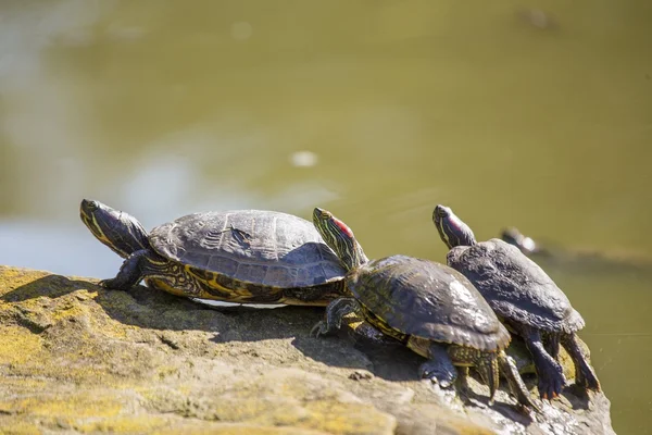 Drei Schildkröten — Stockfoto