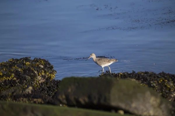 Willet. — Foto de Stock