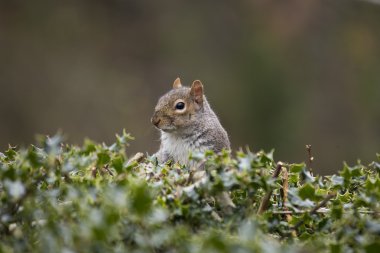 Grey Squirrel clipart