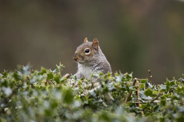 Ardilla gris —  Fotos de Stock