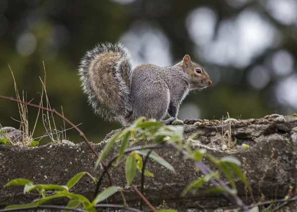 Grey Squirrel — Stock Photo, Image