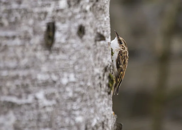 Tree Creeper — Stock Photo, Image