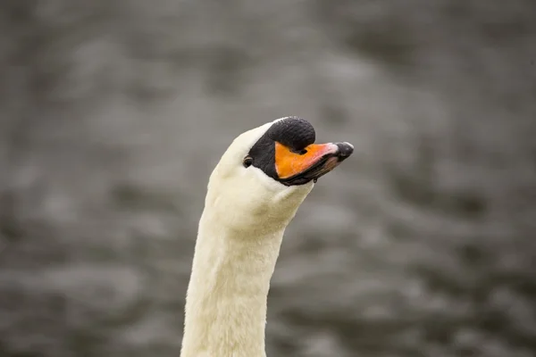 Knölsvan — Stockfoto