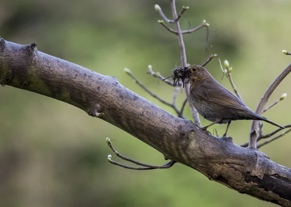 Ženské blackbird — Stock fotografie