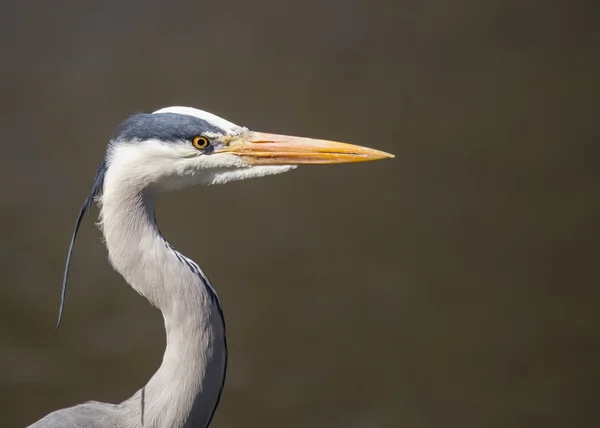 Héron gris — Photo