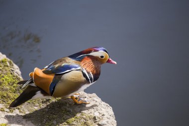 Mandarin ördeği (Aix galericulata)