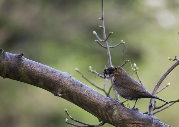 Bladvogel (Turdus merula)) — Stockfoto