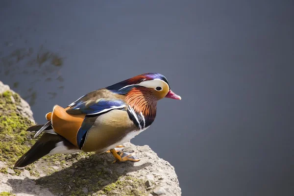 Mandarin ördeği (Aix galericulata)