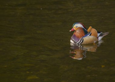 Mandarin ördeği (Aix galericulata)