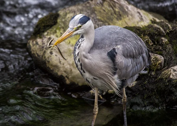 Blauwe reiger Worm eet — Stockfoto