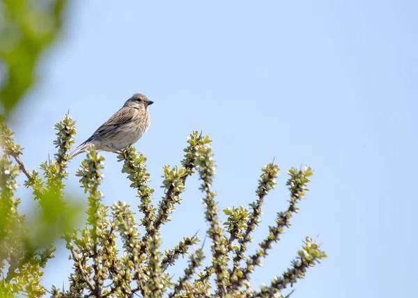 Linnet obecný (Carduelis cannabina) — Stock fotografie