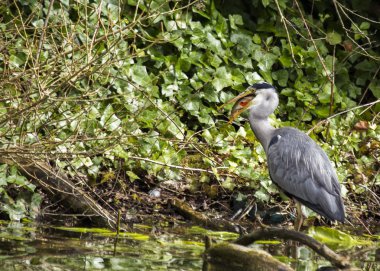 Gri Heron (Ardea cinerea)
