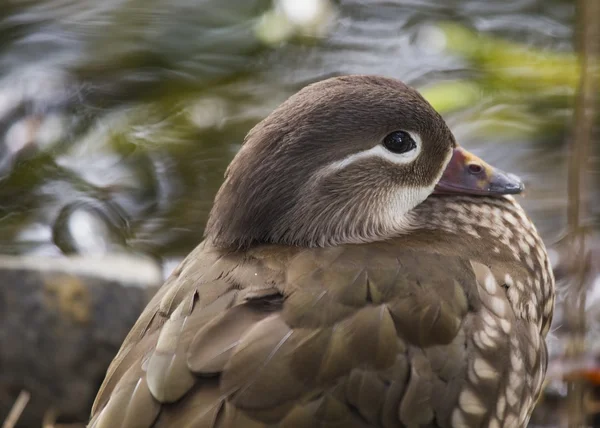 Pato mandarín hembra (Aix galericulata ) — Foto de Stock