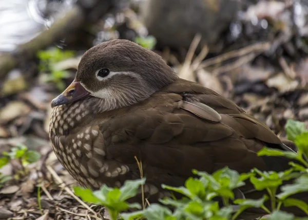 Kobieta Mandarin Duck (Aix pospolita) — Zdjęcie stockowe