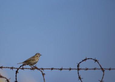 Çayır incir kuşu (Anthus pratensis)