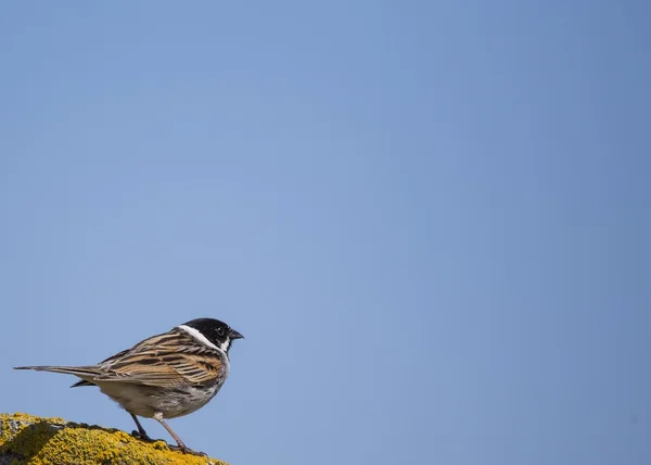 Reed kiraz kuşu (emberiza schoeniclus) — Stok fotoğraf