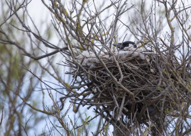 Kukuletalı karga (Corvus Cornix) yuva içinde