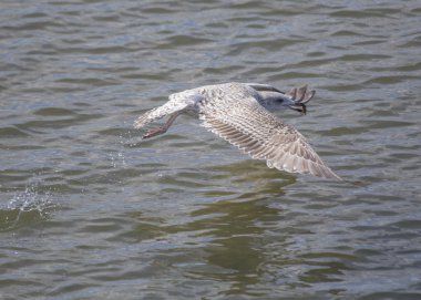 Martı Yengeç yemek