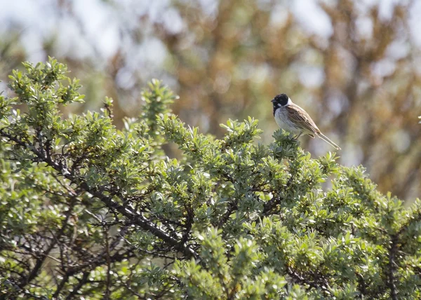 Potrzos (emberiza schoeniclus) — Zdjęcie stockowe