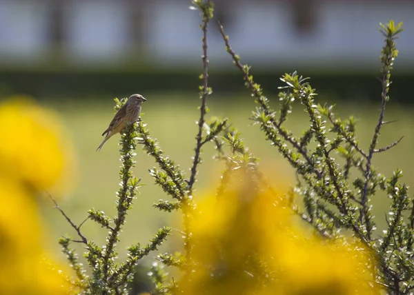 Linnet obecný (Carduelis cannabina) — Stock fotografie