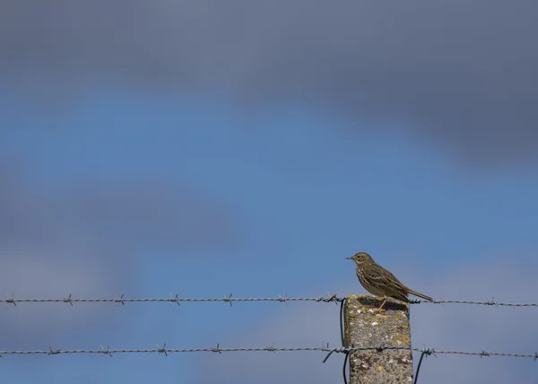 Linduška luční (Anthus pratensis) — Stock fotografie