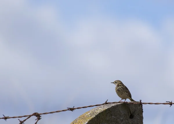 Meadow Pipit (Anthus pratensis) — Stock Photo, Image