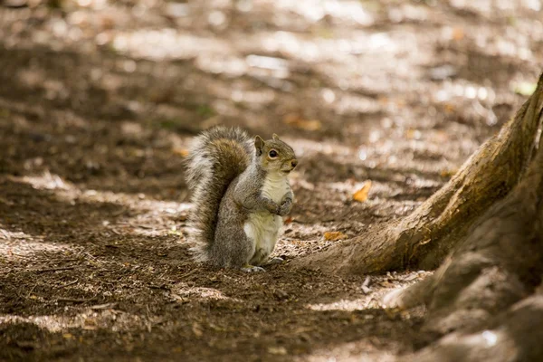 灰松鼠(Sciurus carolinensis)) — 图库照片