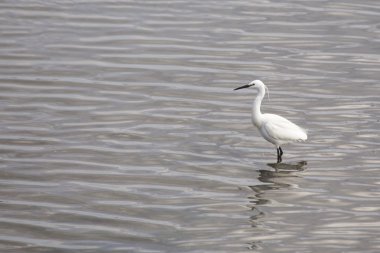 Küçük Egret (Egretta garzetta)