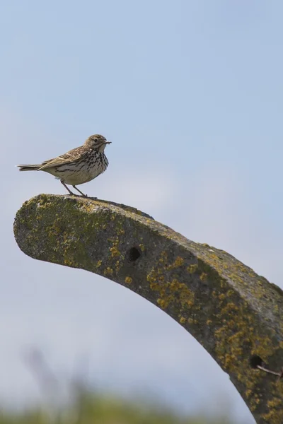 Pipit des prés (anthus pratensis ) — Photo