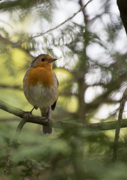 Robin Vermelho mama (Erithacus rubecula) — Fotografia de Stock