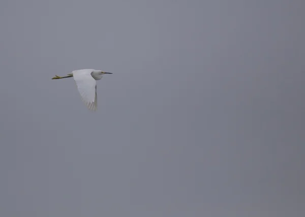 Snöig Egret (egretta thula)) — Stockfoto