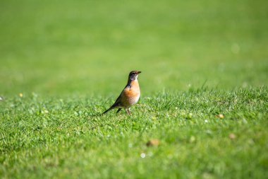 Gri-kahverengi sırtı ve sıcak turuncu-kırmızı göğsü olan tanıdık bir Kuzey Amerika ardıç kuşu. Öncelikle solucan, böcek, meyve ve böğürtlen yiyen bir hepçildir. Bu fotoğraf Central Park, New York 'ta çekildi..