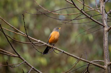 Gri-kahverengi sırtı ve sıcak turuncu-kırmızı göğsü olan tanıdık bir Kuzey Amerika ardıç kuşu. Öncelikle solucan, böcek, meyve ve böğürtlen yiyen bir hepçildir. Bu fotoğraf Central Park, New York 'ta çekildi..