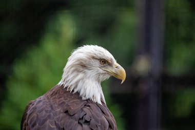 Görkemli Amerikan Kel Kartalı büyük bir yırtıcı kuş ve ABD 'nin ulusal kuşudur. Yetişkinler koyu kahverengi vücutları, beyaz kafa ve kuyruk, parlak sarı gagalar ve güçlü pençeleriyle anında tanınırlar..