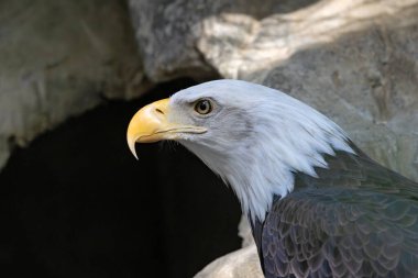 Görkemli Amerikan Kel Kartalı büyük bir yırtıcı kuş ve ABD 'nin ulusal kuşudur. Yetişkinler koyu kahverengi vücutları, beyaz kafa ve kuyruk, parlak sarı gagalar ve güçlü pençeleriyle anında tanınırlar..