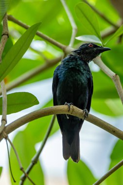 Göz kamaştırıcı, orta boy, koyu renkli, parlak tüylü, yeşil ve mor renkli. Kuşun kırmızı gözleri vardır ve çoğunlukla meyve ve böceklerle beslenir. Güneydoğu Asya 'nın tropikal ova ormanlarında yaygın olarak bulunur..