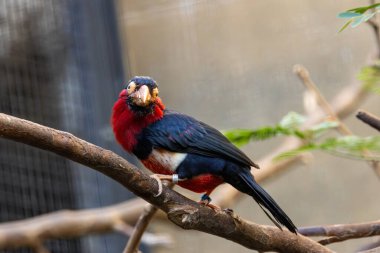 Bu sakallı barbet açık ormanlık alanlarda daha çok incir ve meyvelerle (ve yavru böceklerle) beslenir. Fotoğraf Gana 'da bir incir ağacında çekildi..