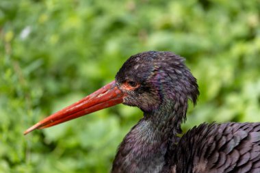 Kara Leylek, balık ve amfibiler için sığ orman derelerinde ve bataklıklarda sessizce yürüyüp Boğa yakınlarındaki Dublin Körfezi, İrlanda 'da fotoğraflanır.