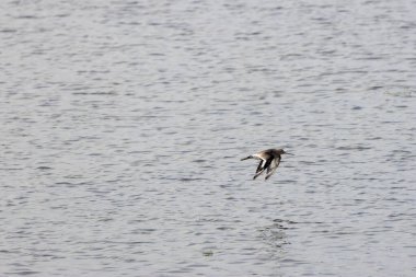 Kara? Bir Godwit solucanlar, böcekler ve yumuşakçalar için yumuşak çamuru araştırıyor, Boğa 'da mı çekildi? İrlanda' nın Dublin Körfezi yakınlarındaki bir adada, estuarin beslenme ortamında?