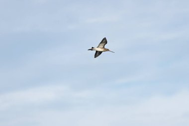 Kara? Bir Godwit solucanlar, böcekler ve yumuşakçalar için yumuşak çamuru araştırıyor, Boğa 'da mı çekildi? İrlanda' nın Dublin Körfezi yakınlarındaki bir adada, estuarin beslenme ortamında?