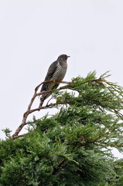 Dublin 'deki Bull Island' da parlak gri çizgili bir yaz göçmeni fotoğrafı çekildi. Yumurtalarını diğer kuşların yuvalarına bırakır ve çoğunlukla tırtıl gibi böceklerle beslenir..