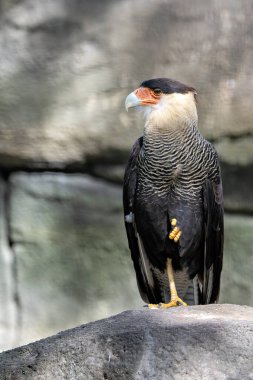 Körfez kıyısı yakınlarındaki Teksas otlağında leş, böcek ve küçük sürüngenler arayan cesur bir ibikli leş. Amerika 'nın çok yönlü açık ülke yırtıcısı..